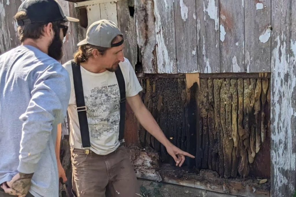 two men examine a colony of honey bees in a barn wall to cut out and put in a traditional wooden hive box